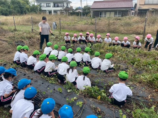 10月31日(金)さつまいも堀りをしました！